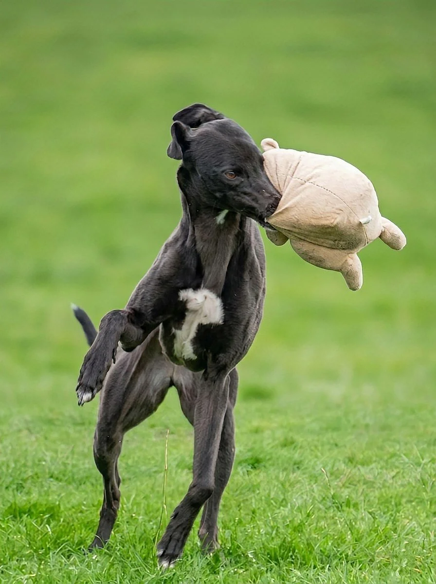 A black puppy playing with a plush toy in a grassy outdoor area.