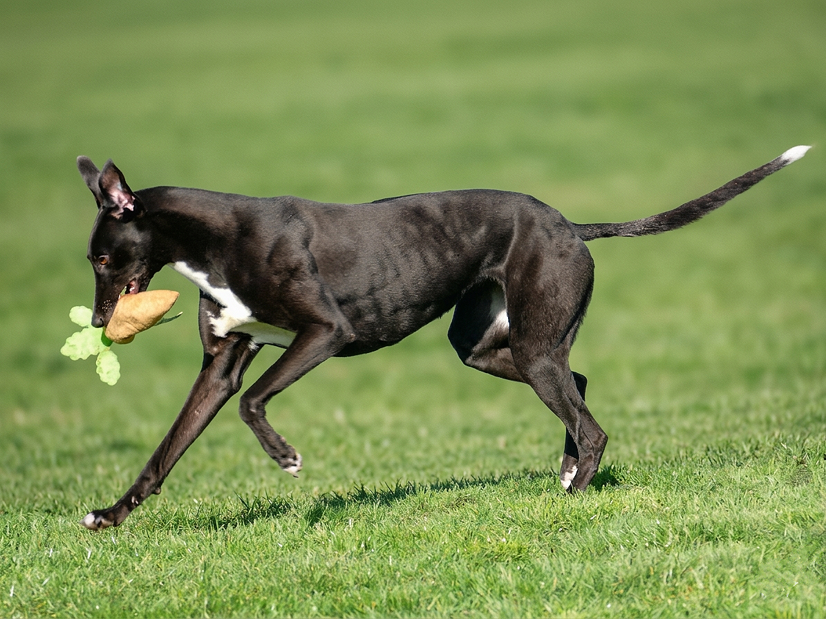 A black and white dog running on grass, holding a plush toy in its mouth.