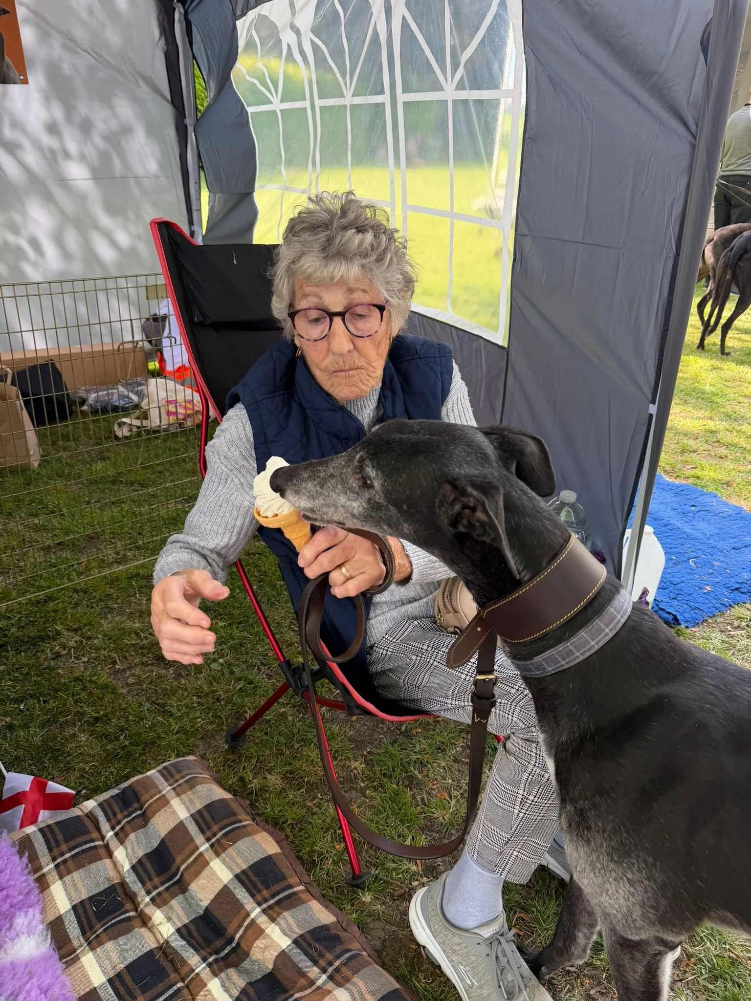 An elderly woman with gray hair, glasses, and a blue vest sitting in a portable camping chair inside a tent outdoors. She is holding an ice cream cone. A large black dog with a plaid collar is sniffing or licking her hand. The scene is set on a grass