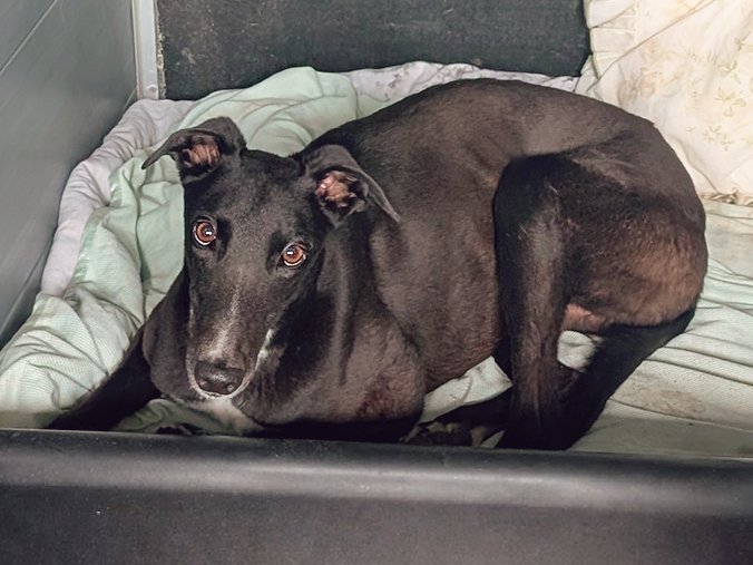 A black dog lying in a bed inside a crate, looking up at the camera.