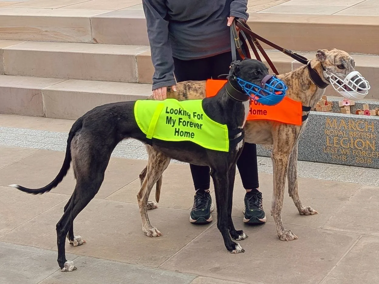 Two Greyhound dogs wearing medical masks and reflective vests that say "Looking For My Forever Home" and "Home" standing on a sidewalk, with a person standing behind them.