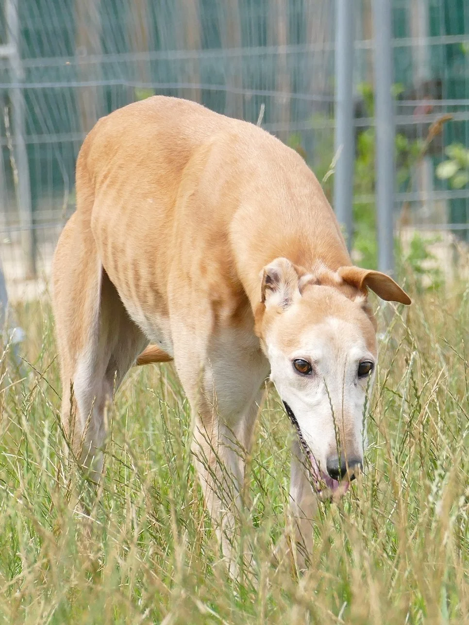 A tan greyhound dog walking in tall grass outdoors, with a green wire fence in the background.