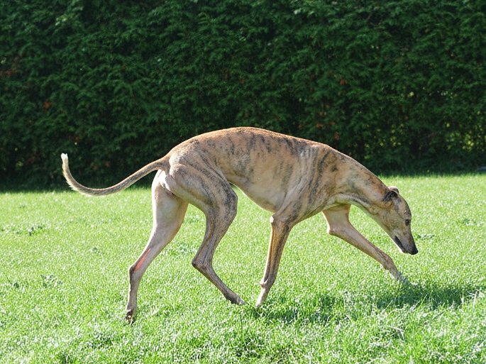 A greyhound dog sniffing grass in a park with a green hedge background.