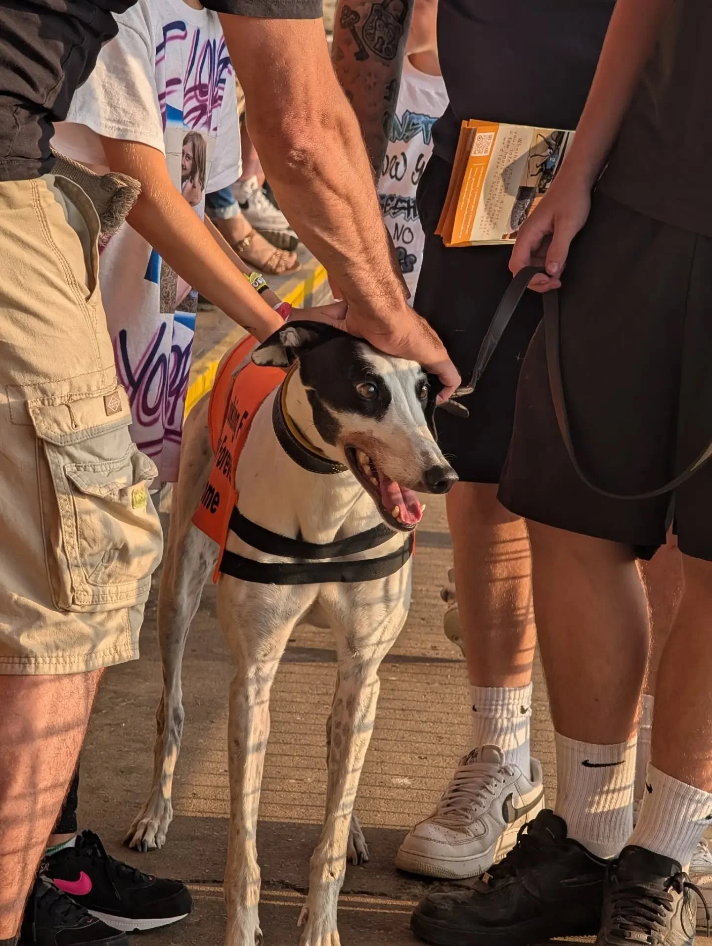 A group of people standing closely together outdoors, petting a black and white dog on a leash. The dog is wearing an orange vest and is smiling. The people are dressed casually, with some wearing shorts and sneakers.
