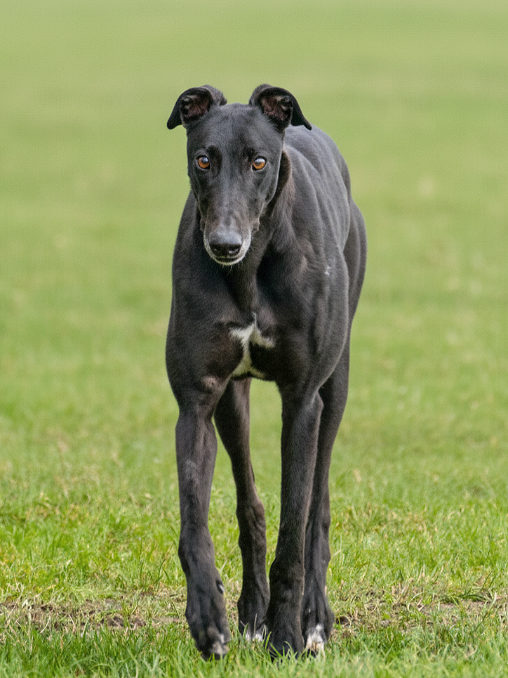 Black dog in a grassy field, looking at the camera.