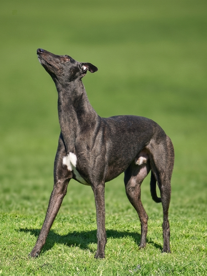 A sleek black dog standing on green grass with a blurred green background, looking upwards.