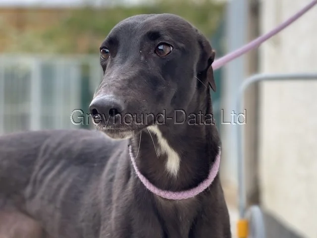 Diana (Bandita Diana)