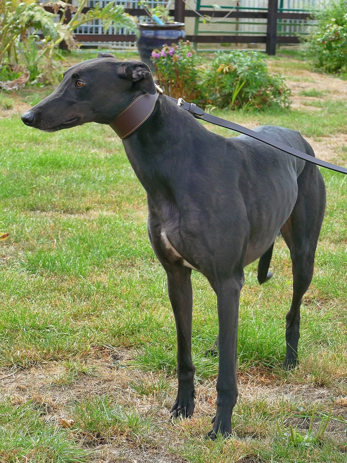 A black dog standing on grass in a yard, wearing a brown collar and leash, with plants and a fence in the background.
