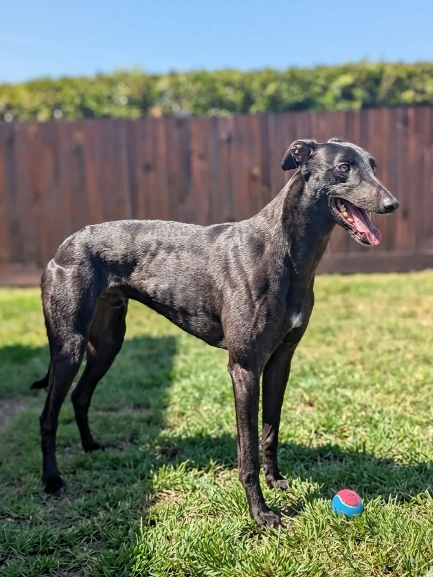 A grey brindle dog standing on grass near a colorful ball with a wooden fence and green bushes in the background.