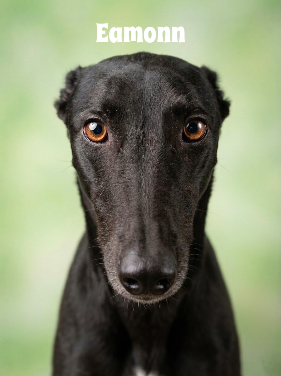 Close-up of a black dog with brown eyes against a blurred green background, with the name 'Eamonn' written at the top.