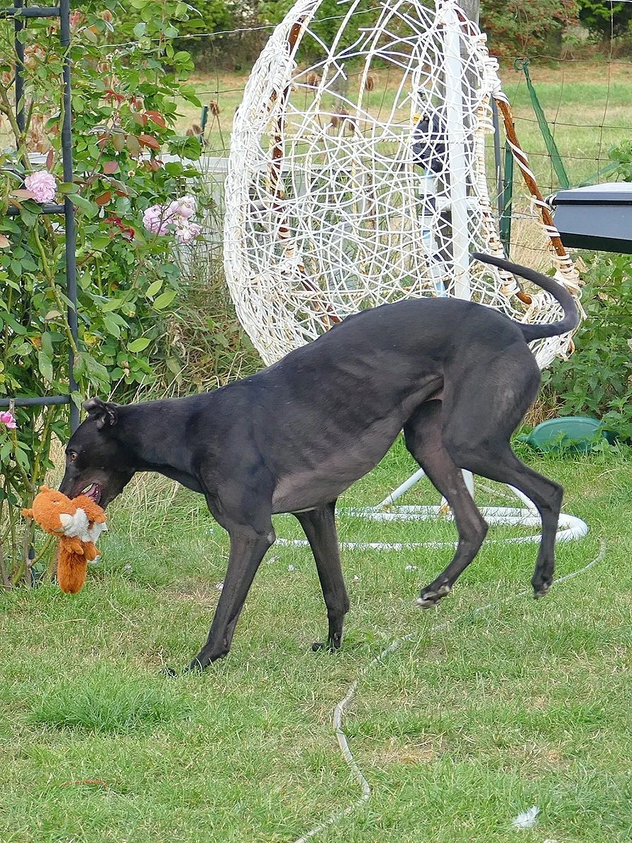 A black dog playing outside with a stuffed toy in its mouth, near a flower bush and an outdoor wicker chair.