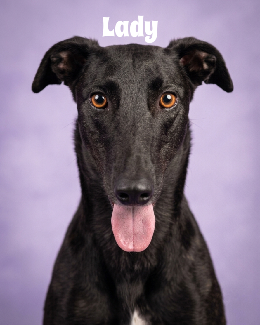 Close-up of a black dog with amber eyes and pink tongue out, against a purple background, with the word "Lady" in white text above its head.