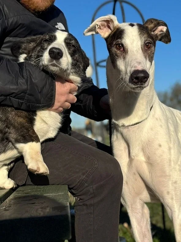 A person sitting on a bench holding a black and white Corgi dog, with a large white and gray Whippet standing beside them outdoors on a sunny day.