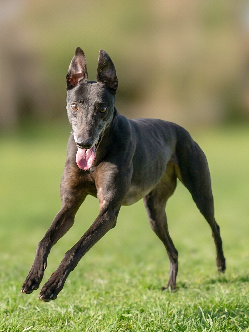 A black dog with a slender body, large ears, and a pink tongue, running on green grass outdoors.