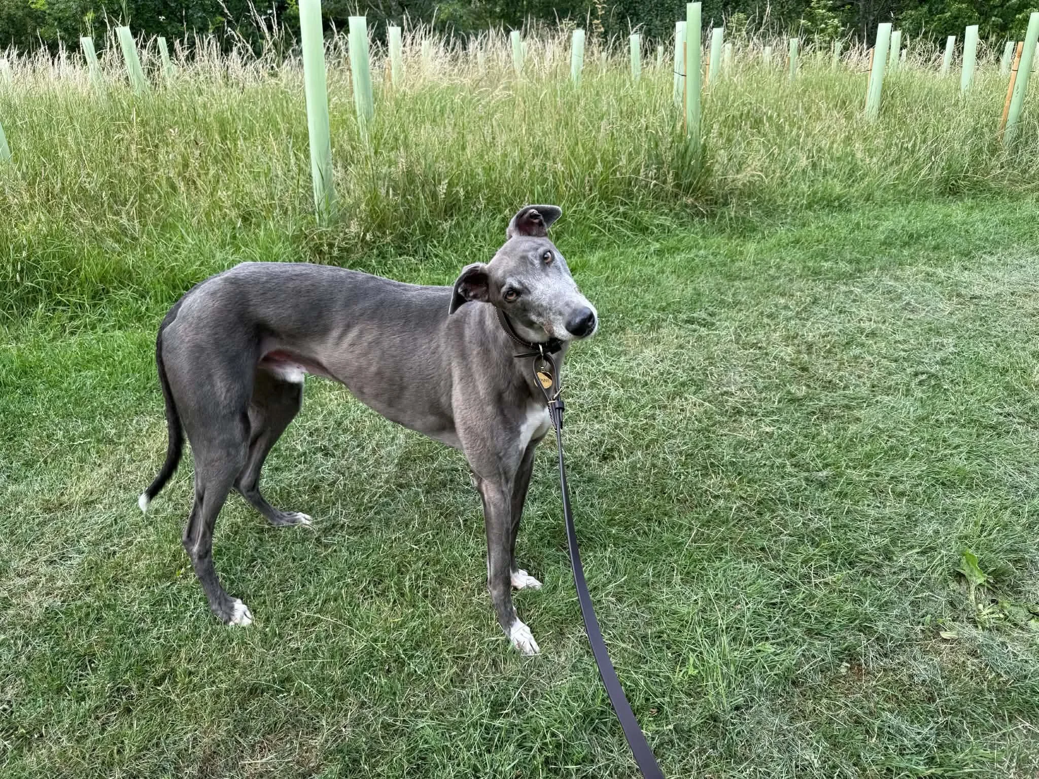 Ronnie (Naldo)