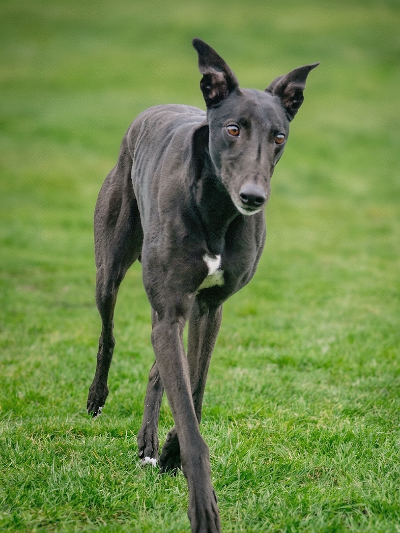 A black greyhound dog with a white chest running on a grassy field.