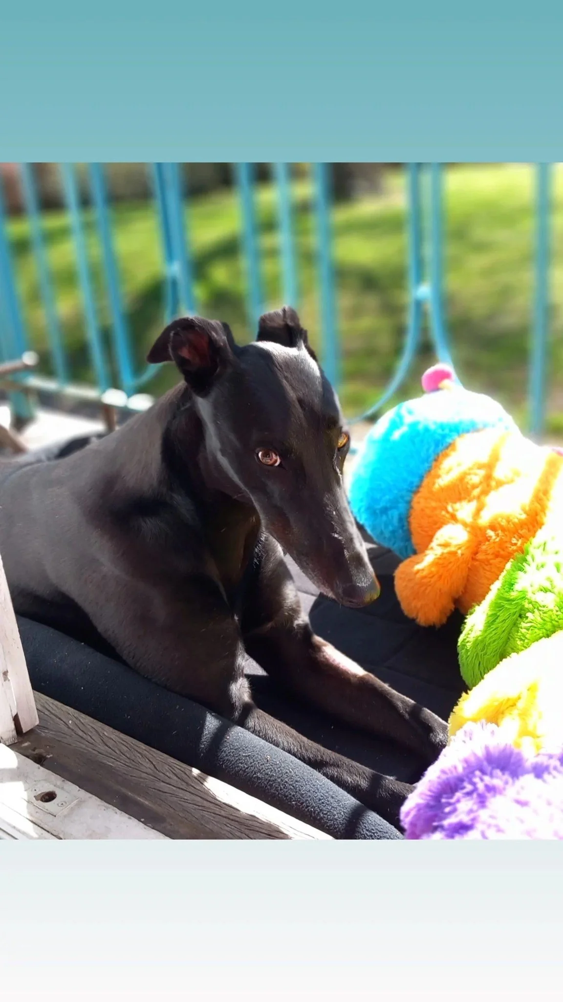 Black greyhound dog lying on a patio with a colorful, plush caterpillar toy.