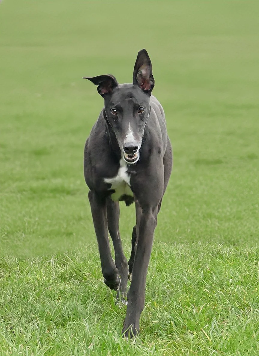 A black greyhound dog running in a grassy field with a focused expression.