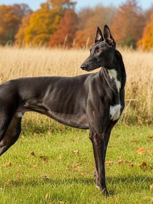 A black and white dog standing in a grassy field with autumn trees in the background.