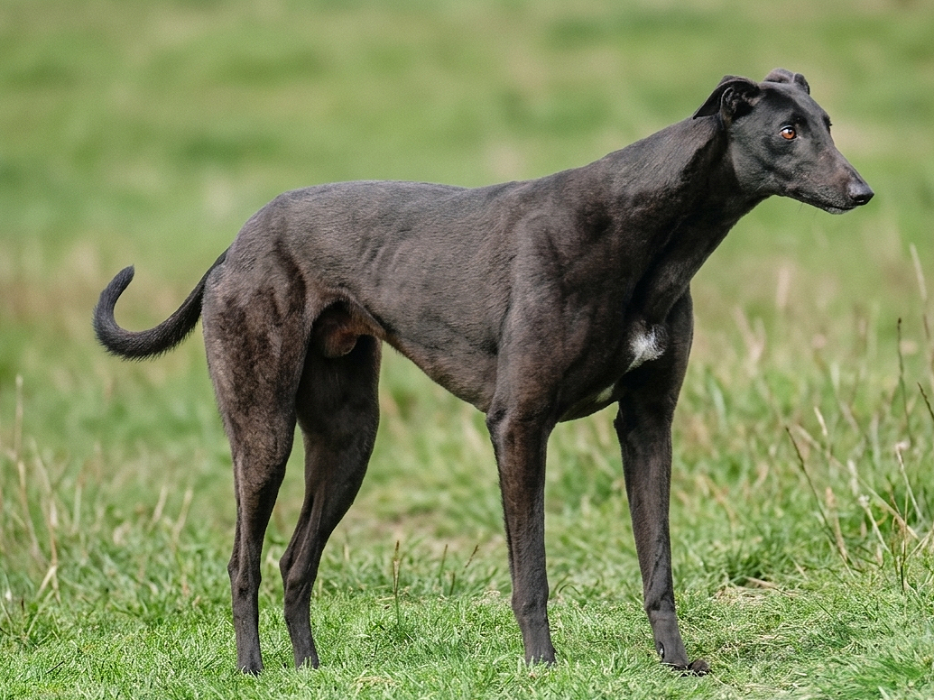 A sleek black dog standing on grassy land, looking intently to the side.