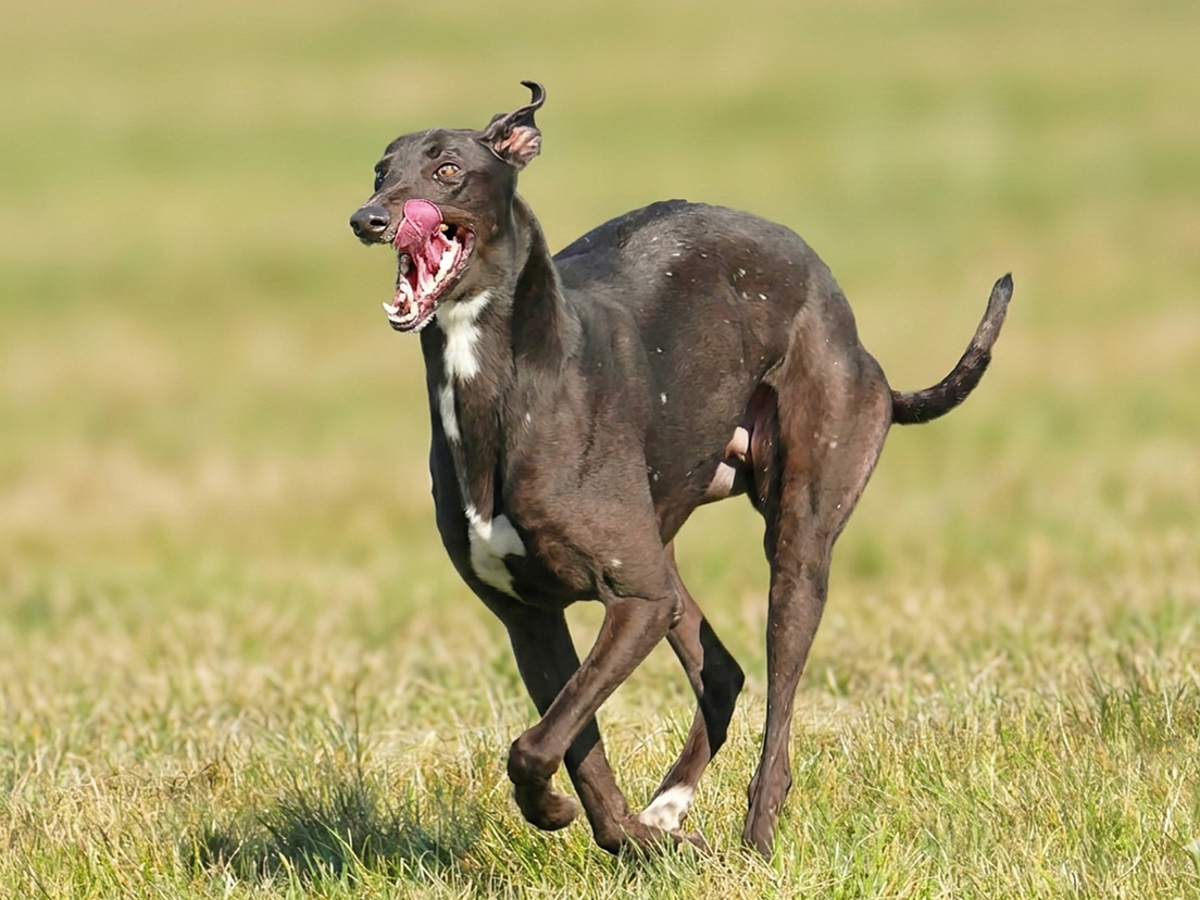 A greyhound dog running on a grassy field with its tongue out and ears flapping.