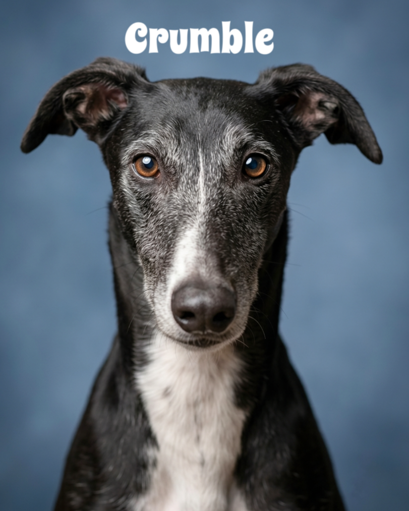 A black and white dog with a white stripe on its face, sitting against a blue background, with the word "Gumble" above its head.