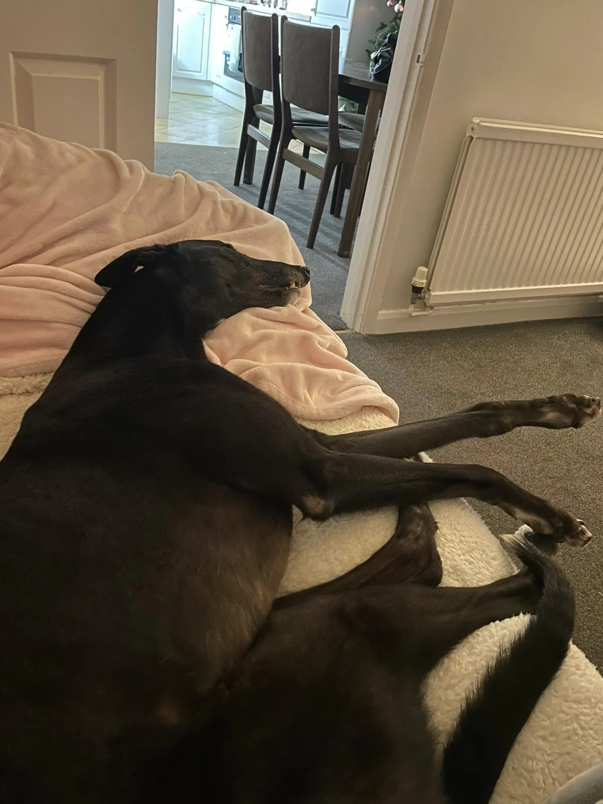 Frankie (Druids All Go)