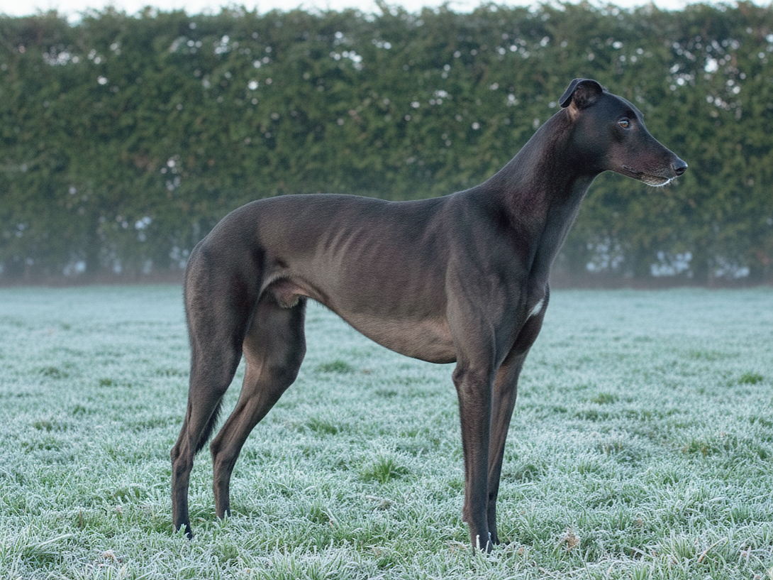 A black greyhound dog standing on frosty grass with a background of trees.