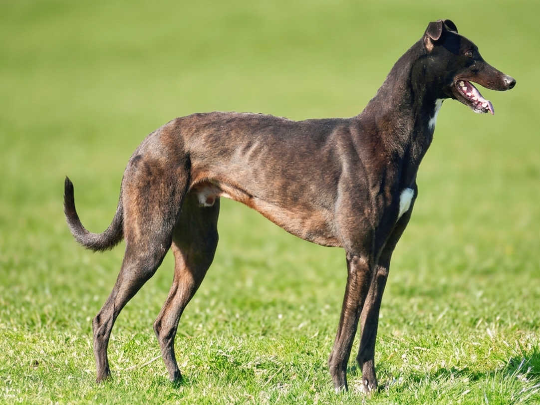 A brown and black dog with a white patch on its chest standing on a grassy field, facing to the right with its tongue slightly out.