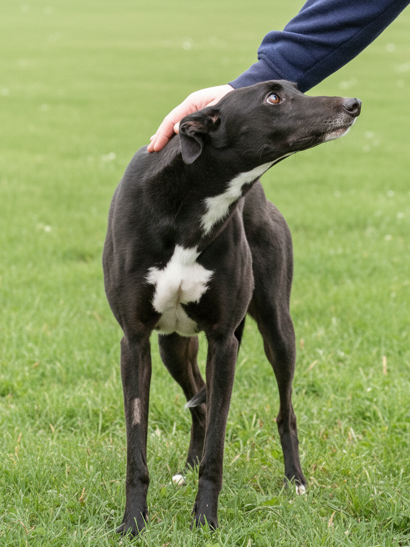 A black and white dog standing on grass while being petted on the head by a person wearing a blue jacket.
