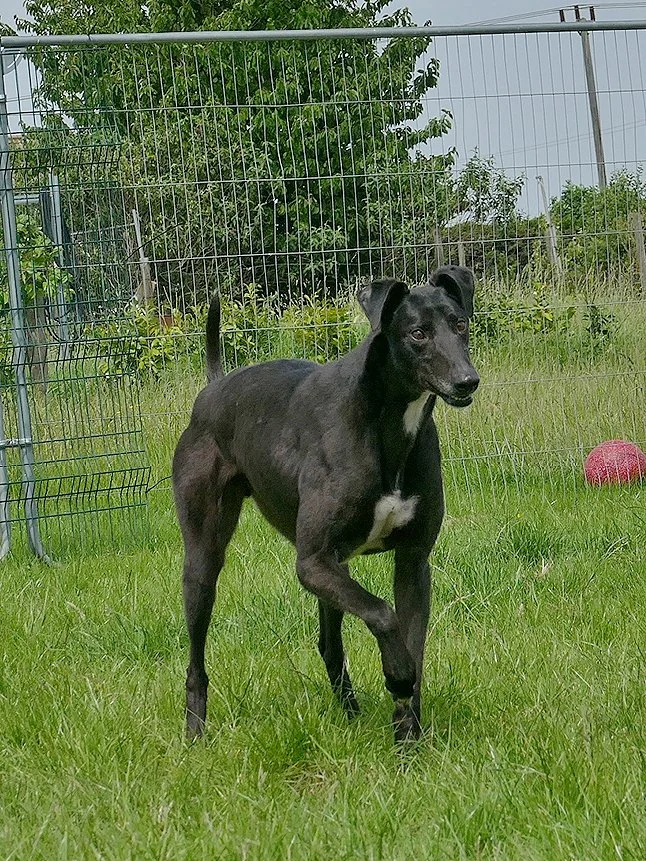 Black dog with white chest standing on grass, behind a chain link fence, with a red ball in the background.