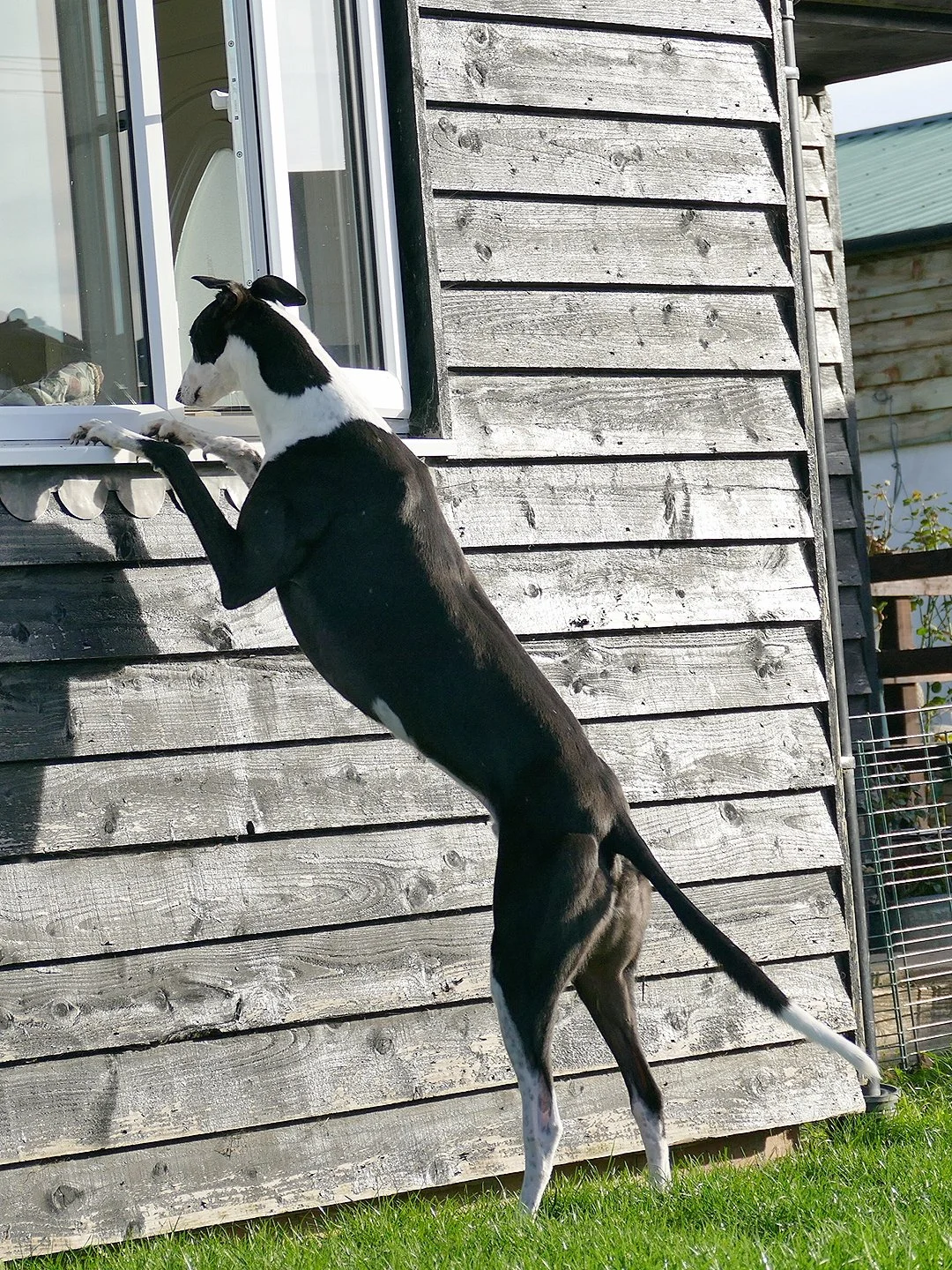 A black and white dog standing on its hind legs, with its front paws on a windowsill of a wooden house, looking inside.
