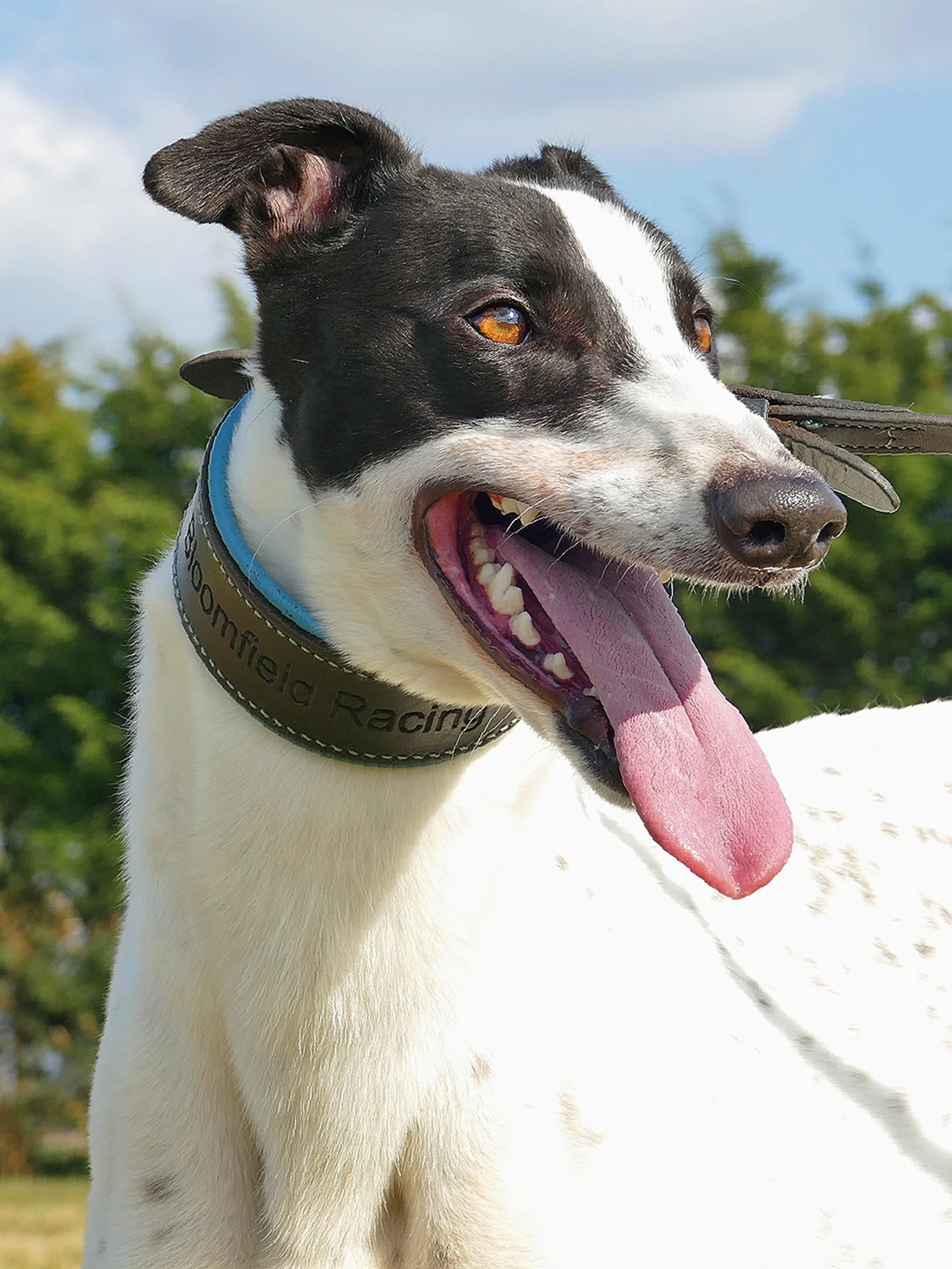 A black and white dog with a blue collar, panting with tongue out, outdoors on a sunny day with trees in the background.