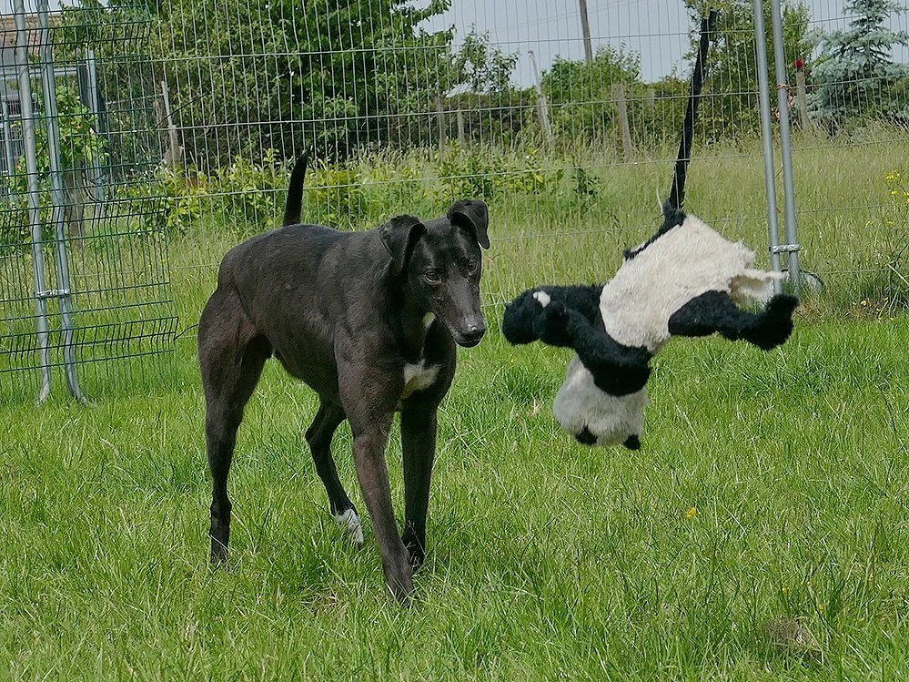 A black and white dog standing on grass inside a fenced yard, looking at a hanging stuffed toy dog. The toy is black and white and appears to be swinging from the fence.