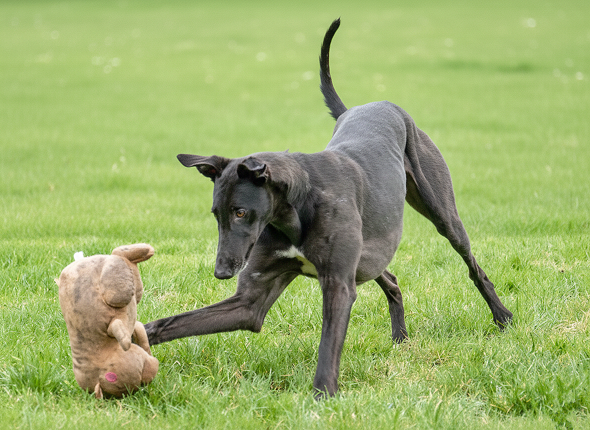 A greyhound dog playfully pawing at a brown plush teddy bear on a grassy field.