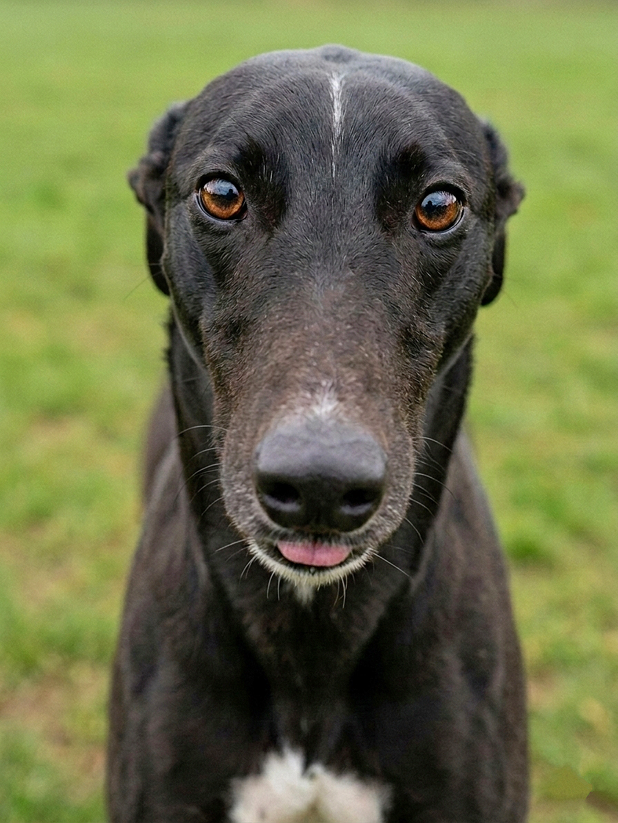 Close-up of a black dog with brown eyes and a white patch on its chest, outdoors on grass.