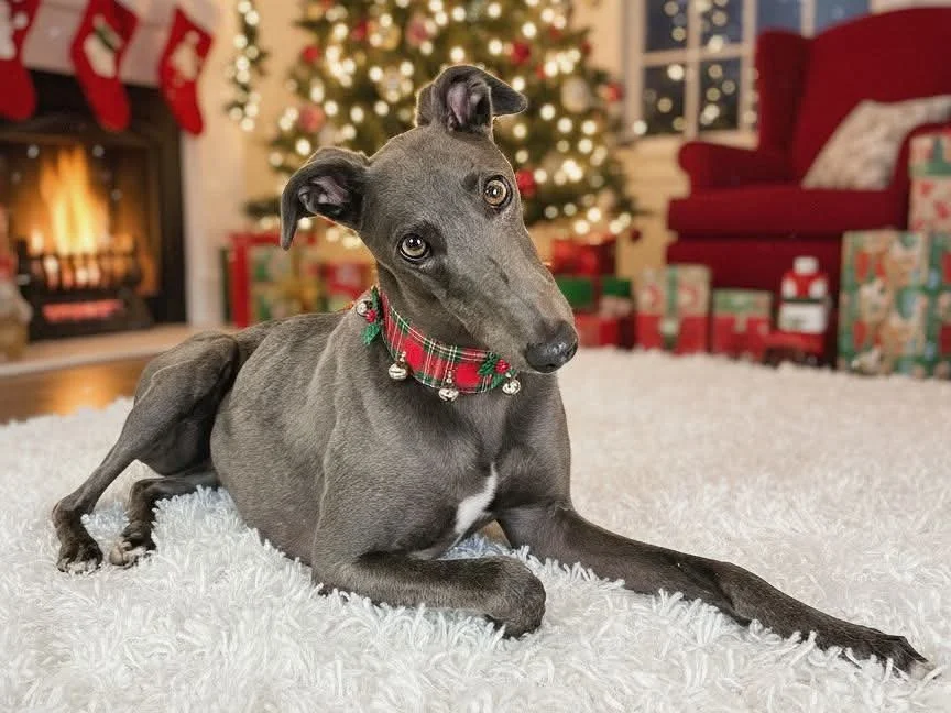 A greyhound dog with a red plaid holiday collar, laying on a white fluffy rug in front of a decorated Christmas tree, with a cozy fireplace and wrapped presents in the background.