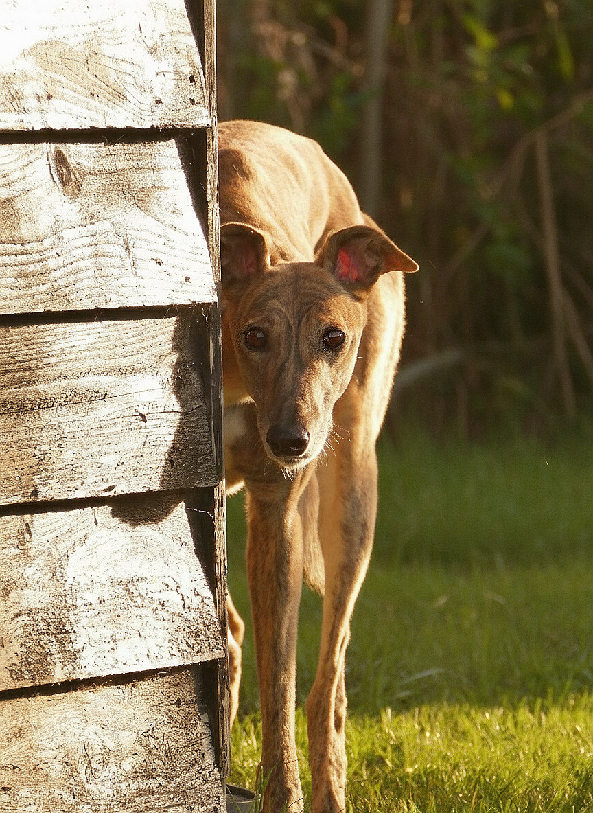A dog peeking from behind a weathered wooden wall in a grassy outdoor area.