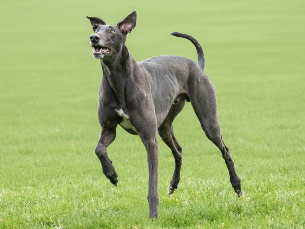 A black greyhound dog running on a grassy field, with ears perked up and mouth slightly open.