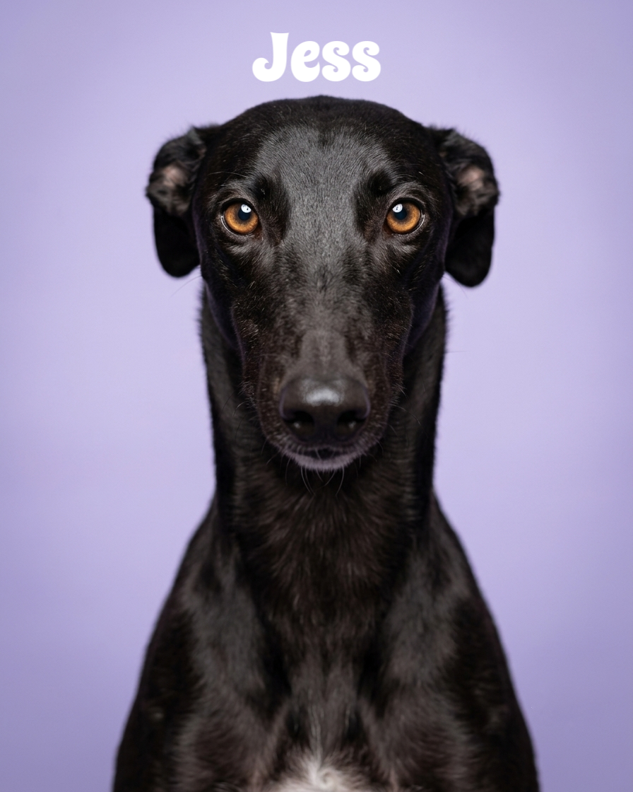 Close-up of a black dog with piercing yellow eyes and a small white patch on its chest, sitting against a purple background, with the name "Jess" written above its head.