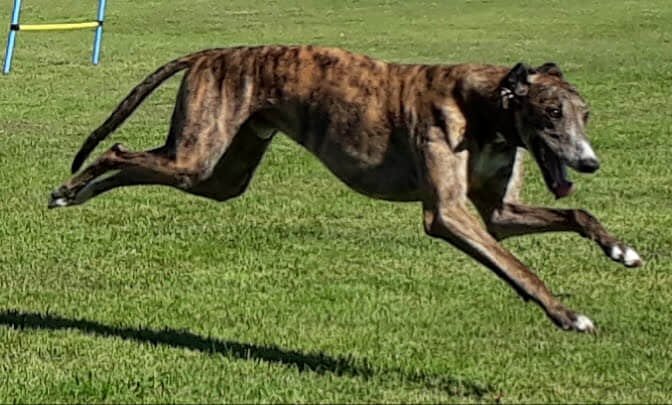 A brindle greyhound running on a grassy field with a blue and yellow agility jump in the background.
