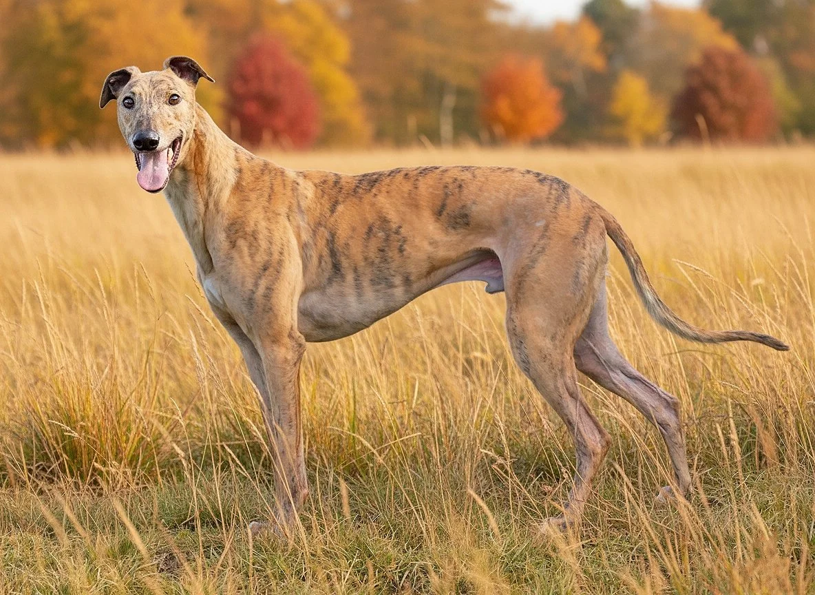 A large dog with a brindle coat standing in a field of tall grass with autumn-colored trees in the background.