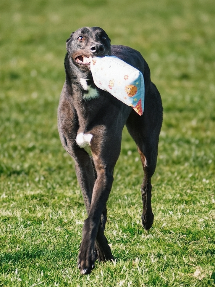 Dog playing fetch with a colorful cloth toy on a grassy field.