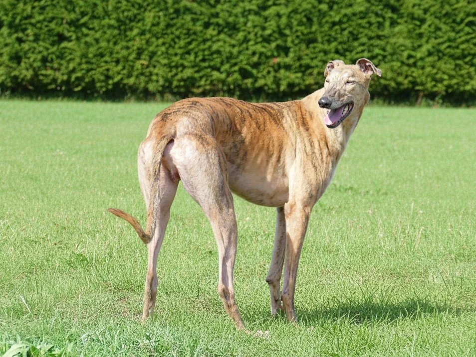 A dog with the body of a greyhound and the face of a lion standing on a grassy field with a hedge in the background.