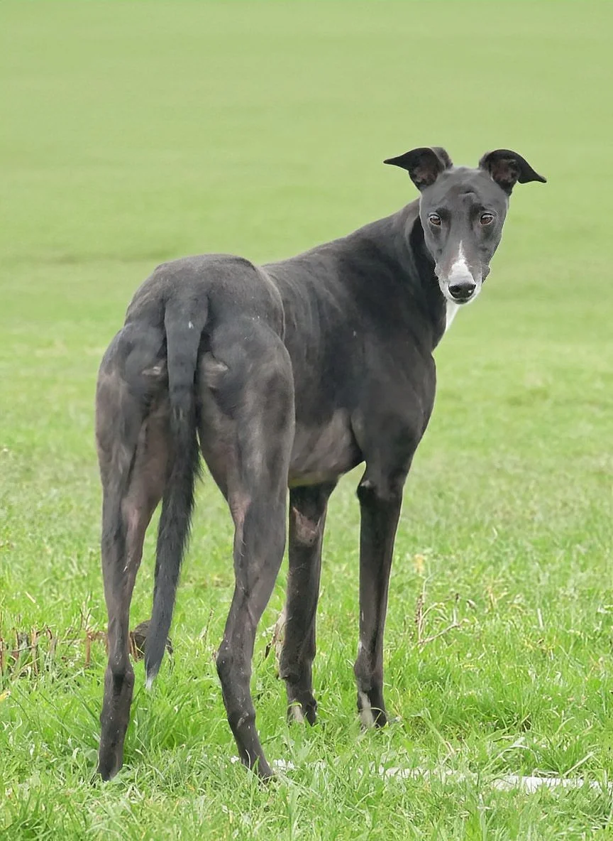 A black Greyhound dog standing on a grassy field, looking back at the camera with a curious expression.