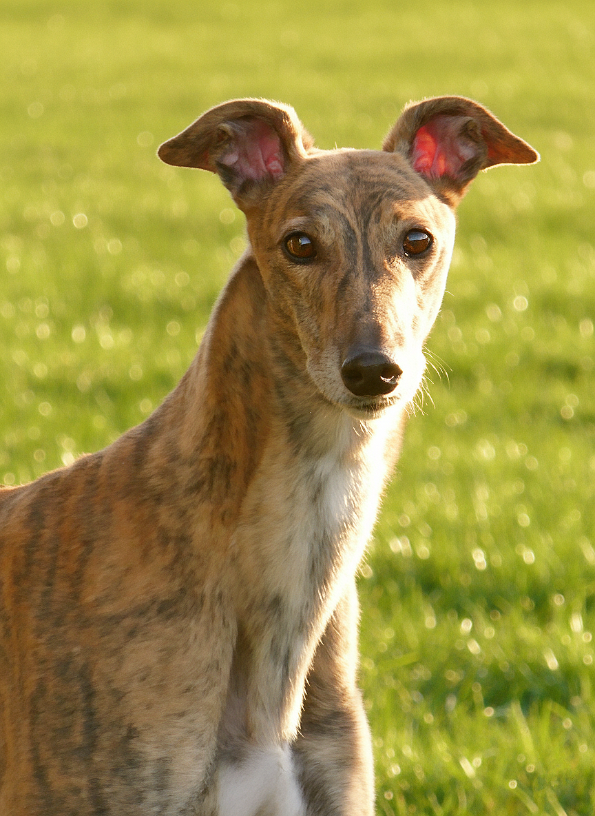A brindle-colored dog with large ears standing on green grass in sunlight.