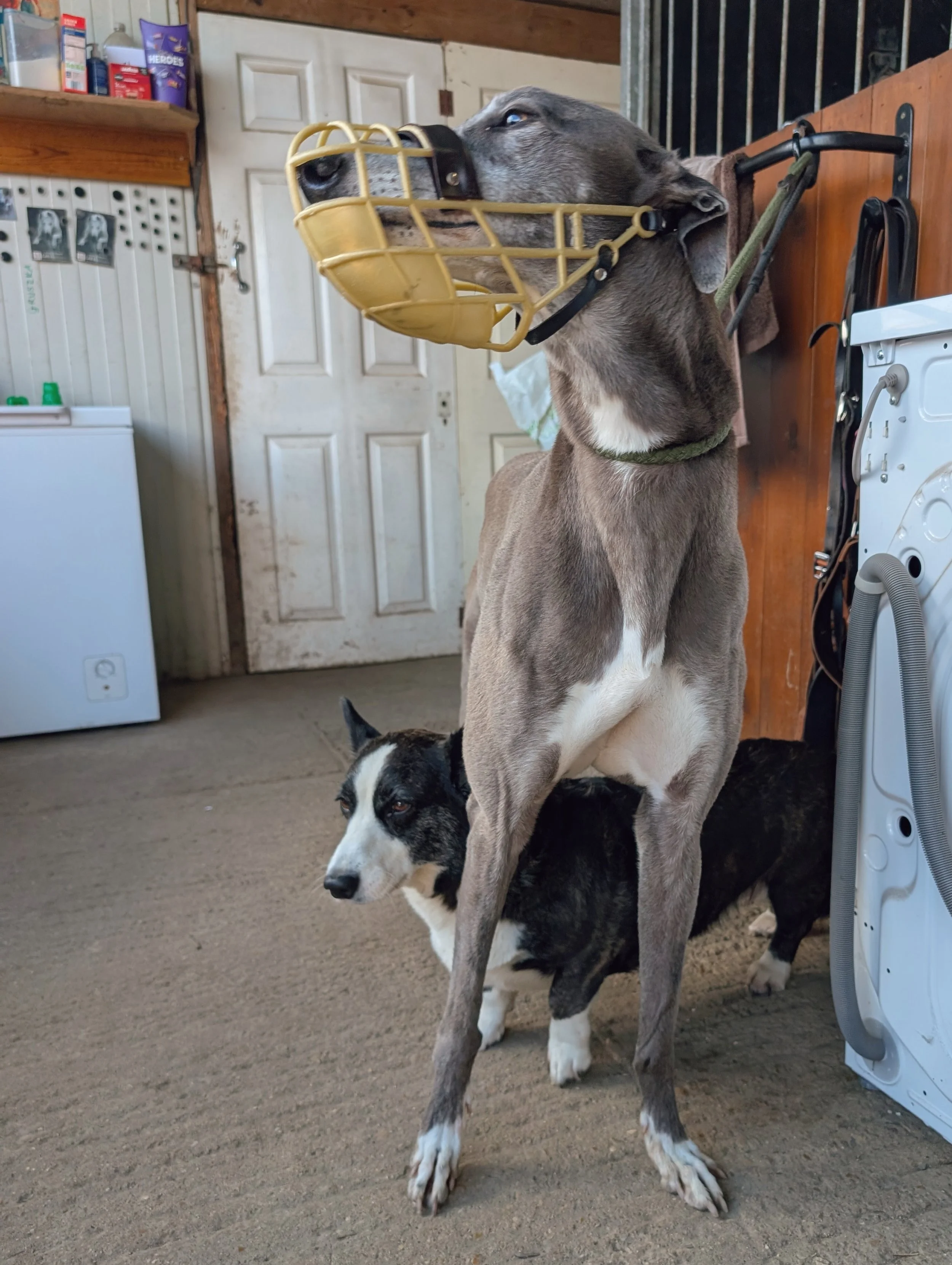 A dog with a grey coat and white paw markings wears a yellow muzzle and stands inside a room. Another dog, black and white, lies on the floor behind it. The room contains shelves with pet supplies, a storage cabinet, and various household items.