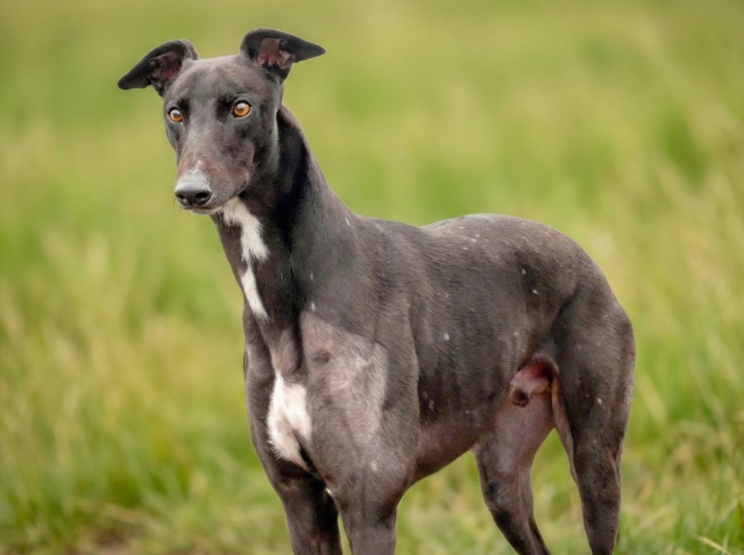 A black greyhound with a white patch on its chest standing in a grassy field.