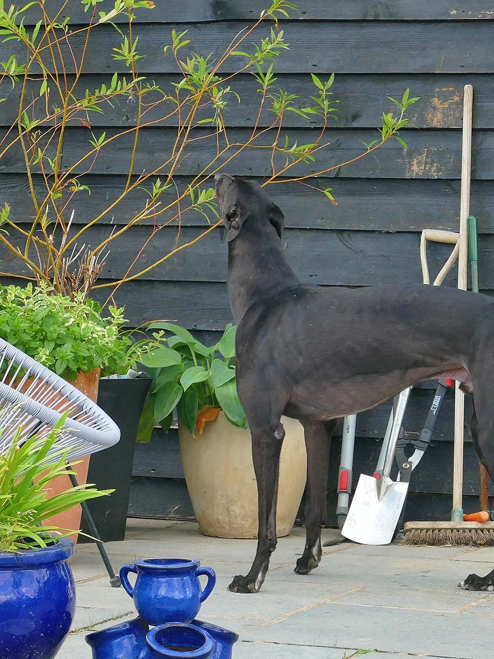 A black dog sniffing or reaching for green leaves on a plant in a backyard garden with potted plants, gardening tools, and a dark wooden fence.