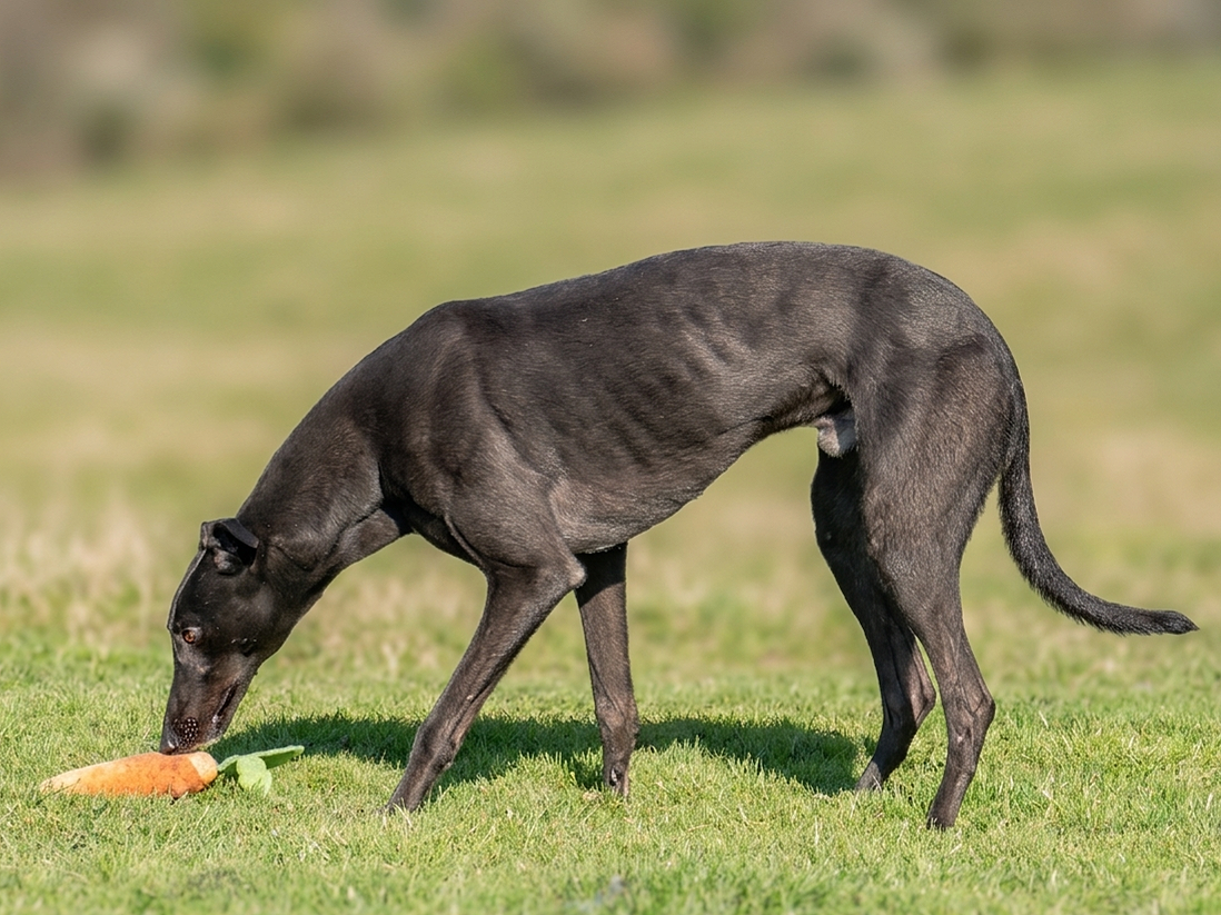 A black Greyhound dog eating a carrot and a piece of lettuce on a grassy field.